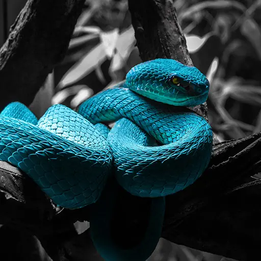 Blue Viper